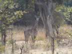 035 Giraffe Watching_jpg.jpg (136kb)
